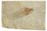 Fossil Fern (Lygodium) - France #254258-1